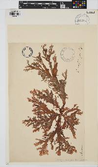 Callophyllis variegata image