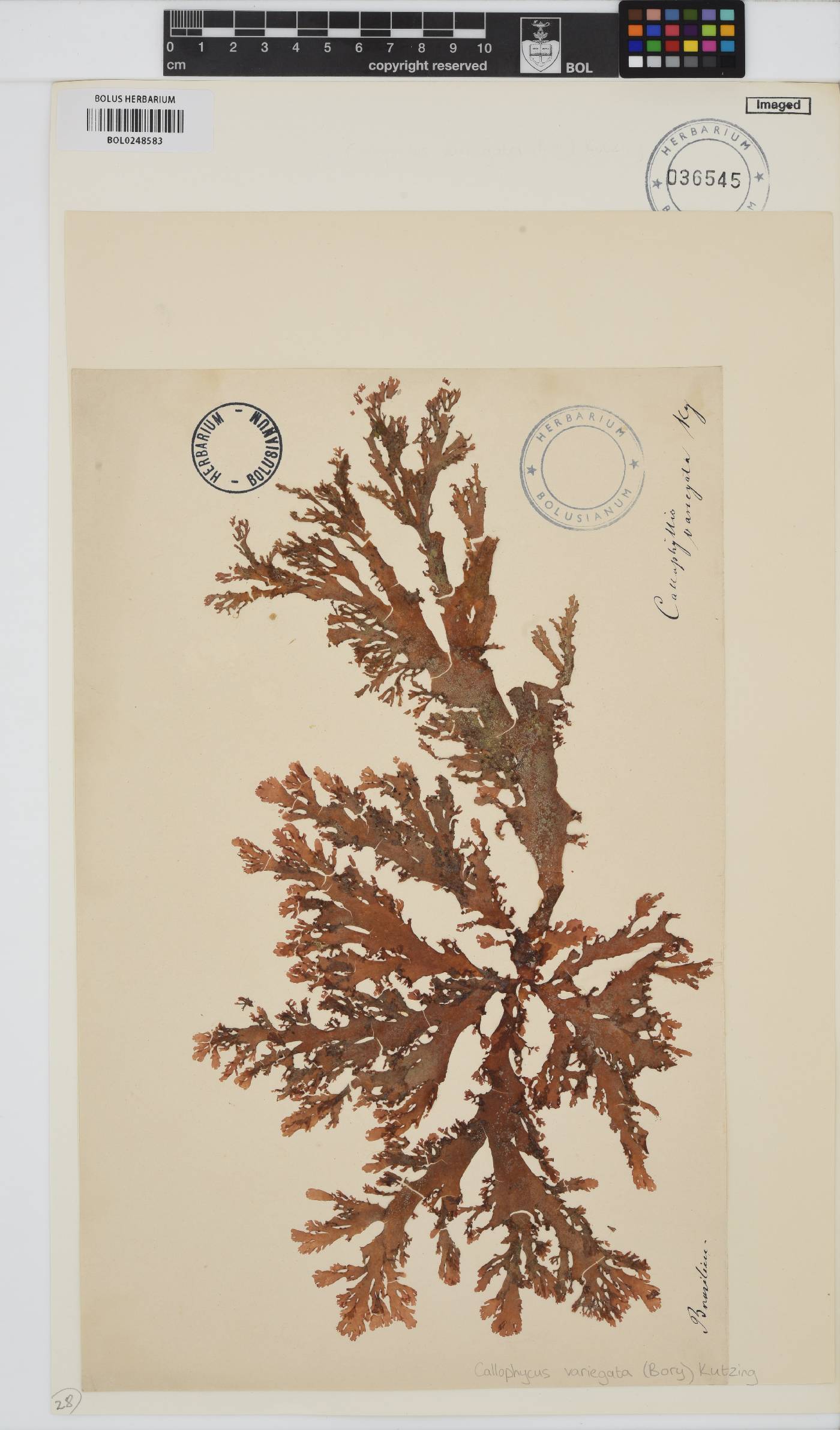 Callophyllis variegata image