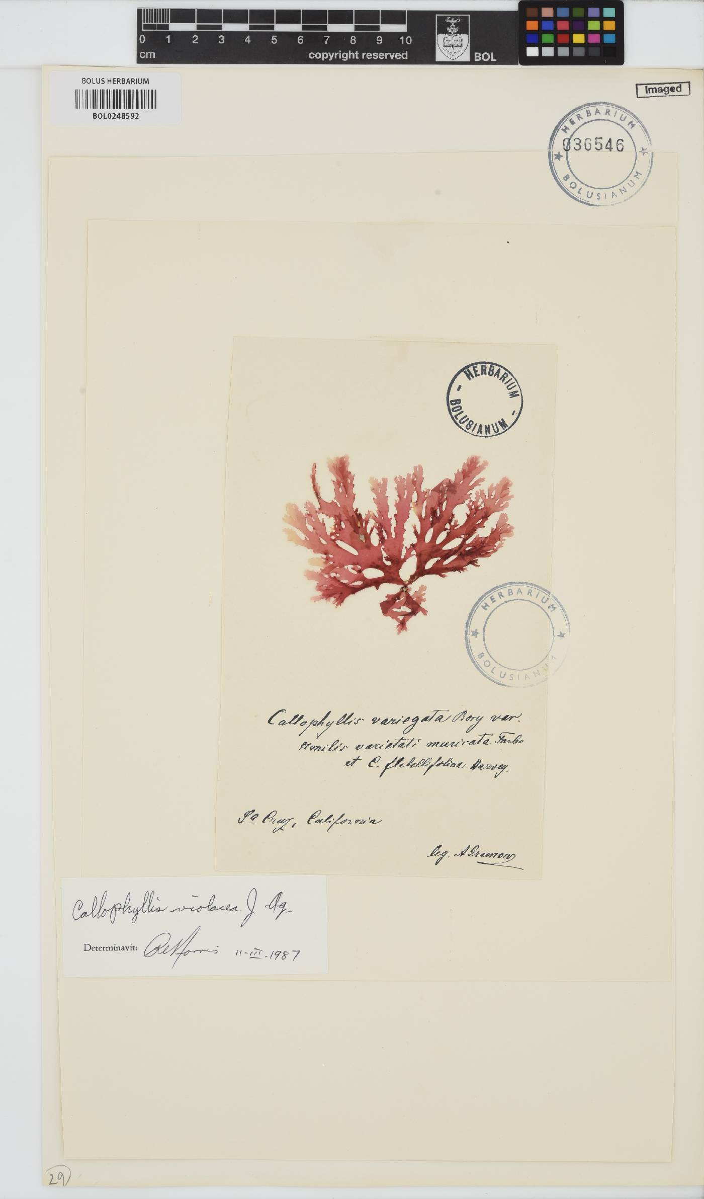 Callophyllis image