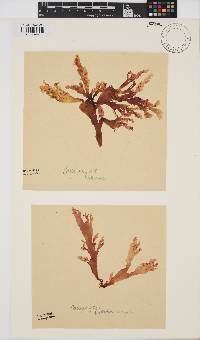 Callophyllis violacea image