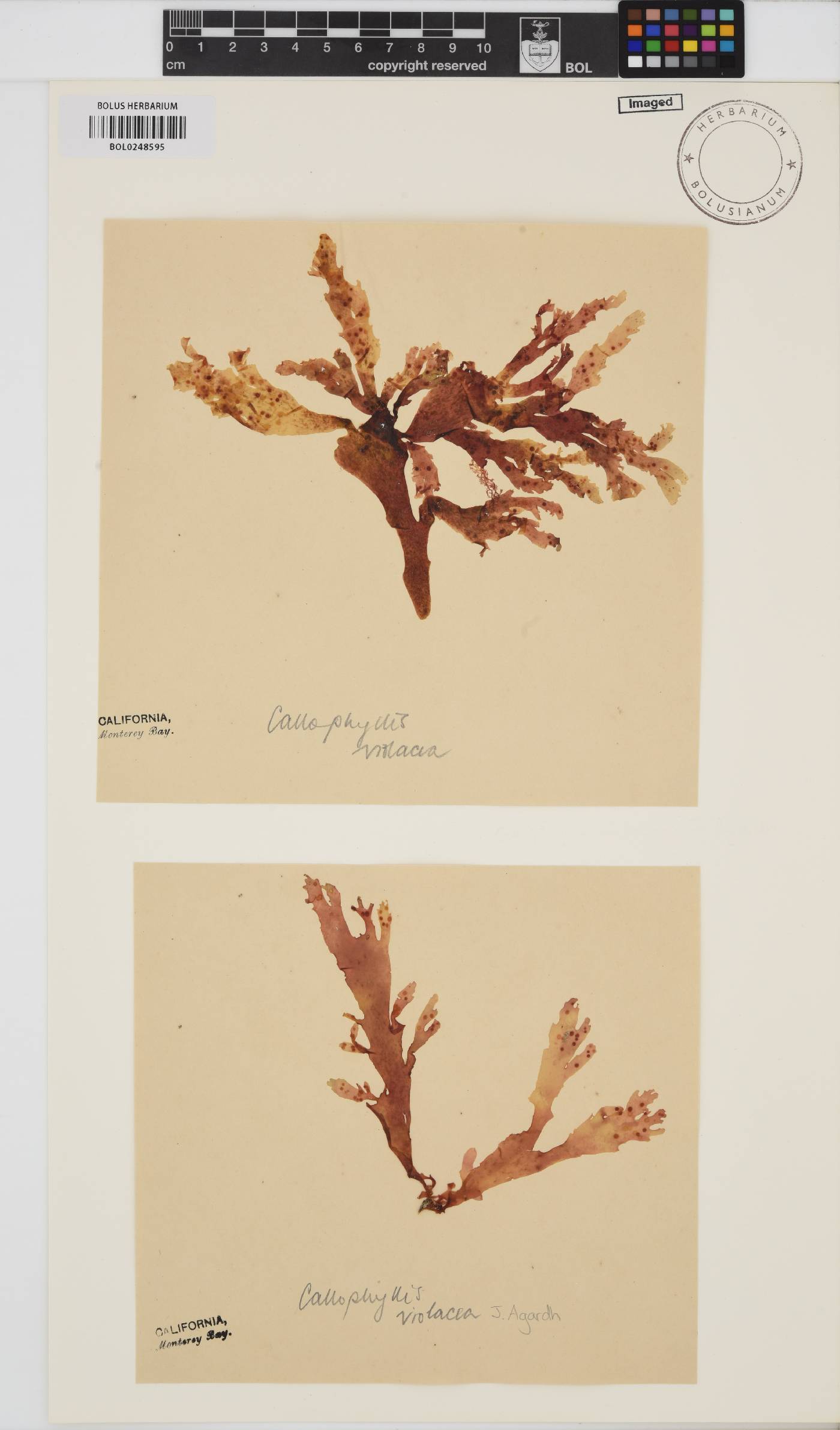 Callophyllis violacea image