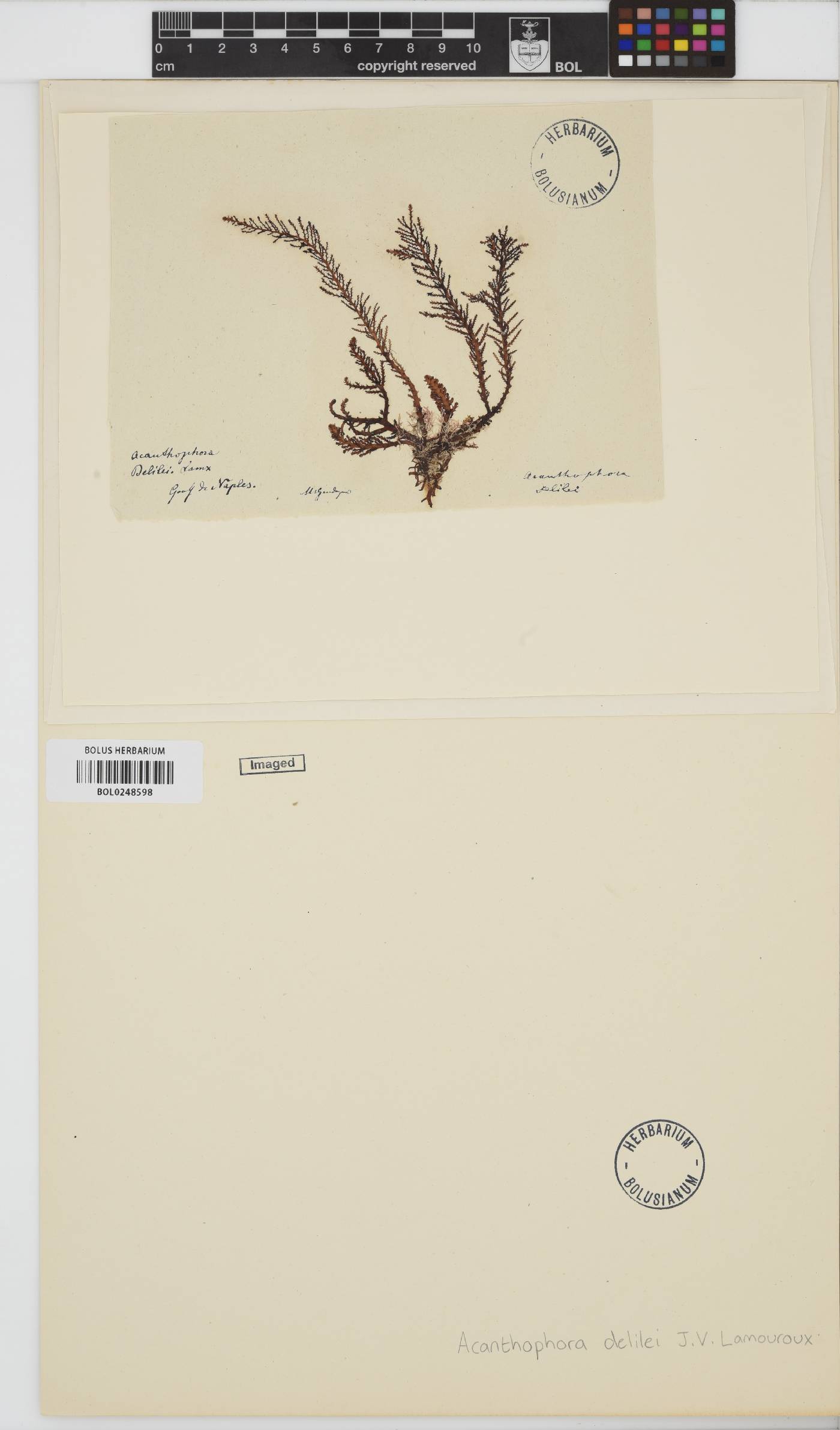 Acanthophora nayadiformis image