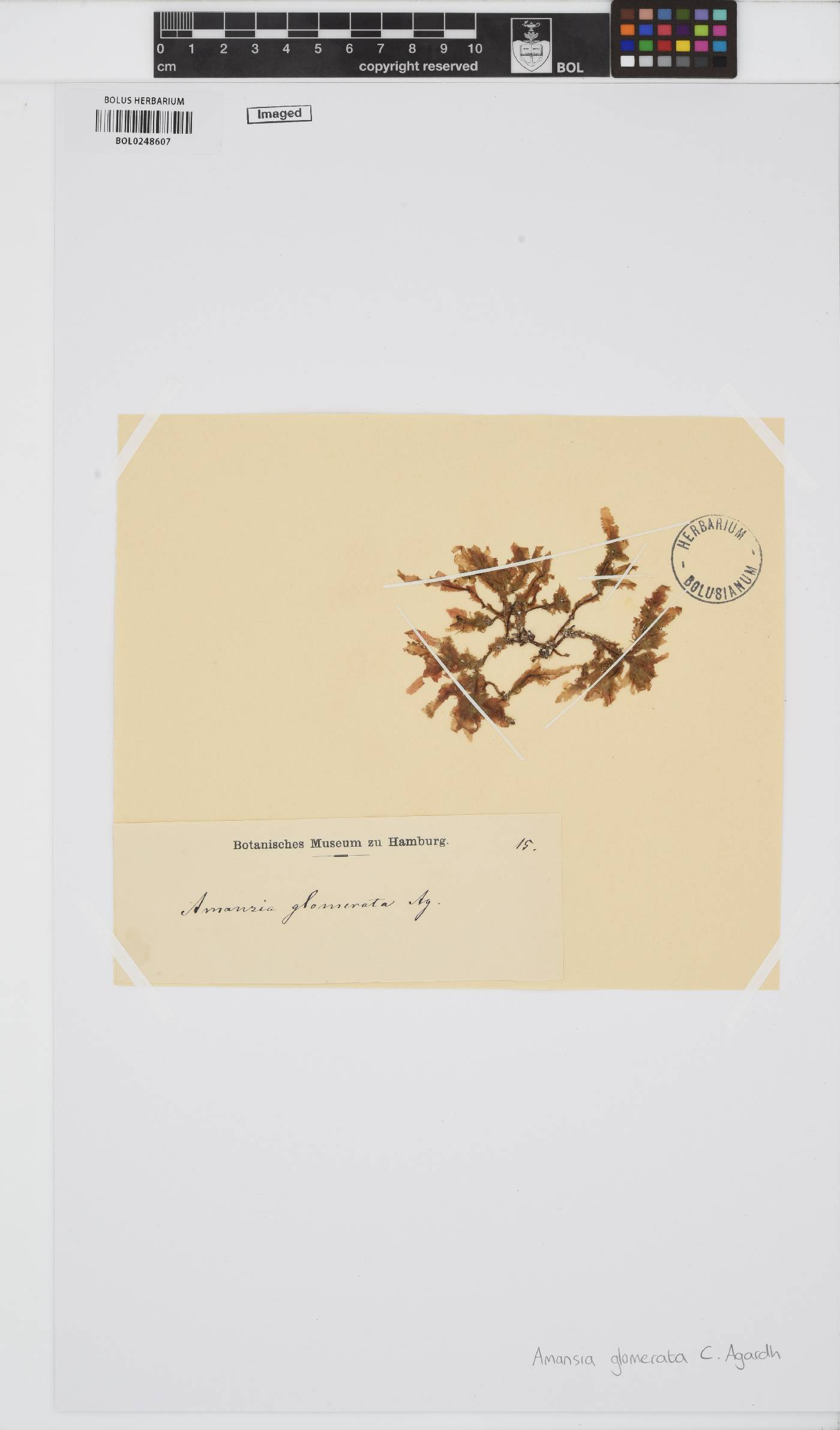 Amansia glomerata image