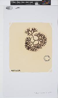 Acrotylus australis image