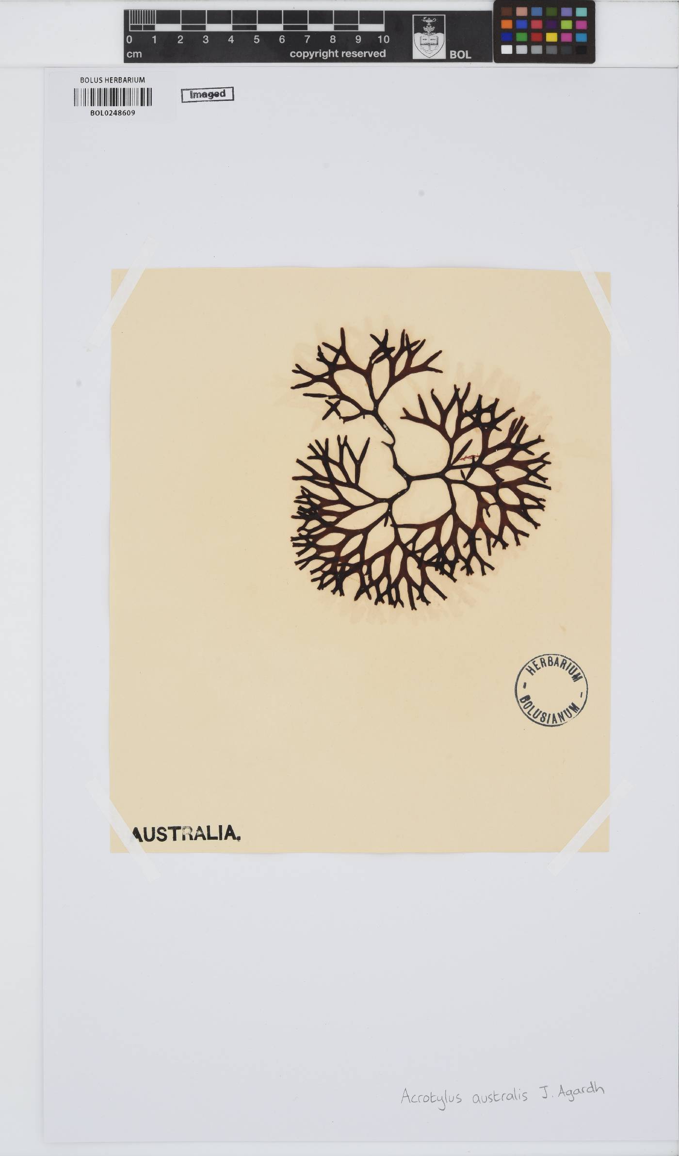 Acrotylus australis image