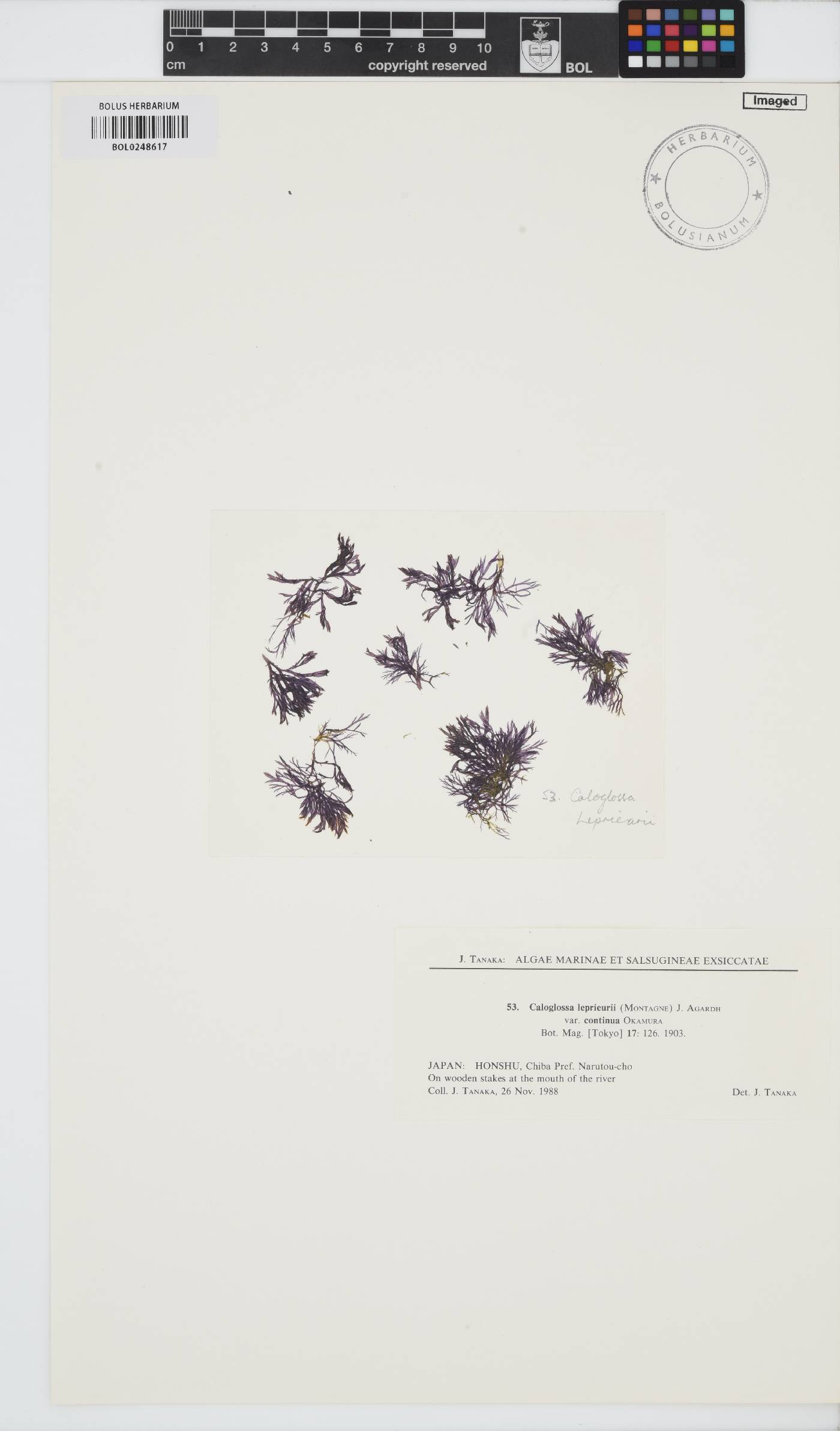 Caloglossa continua image