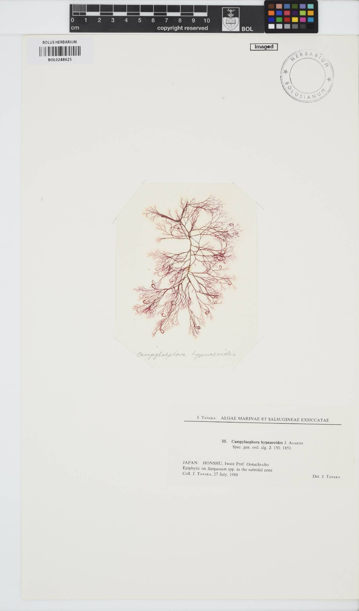 Campylaephora hypnaeoides image