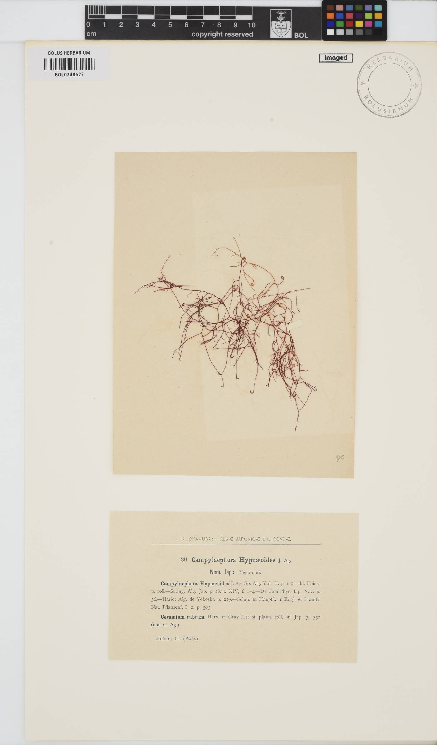 Campylaephora hypnaeoides image