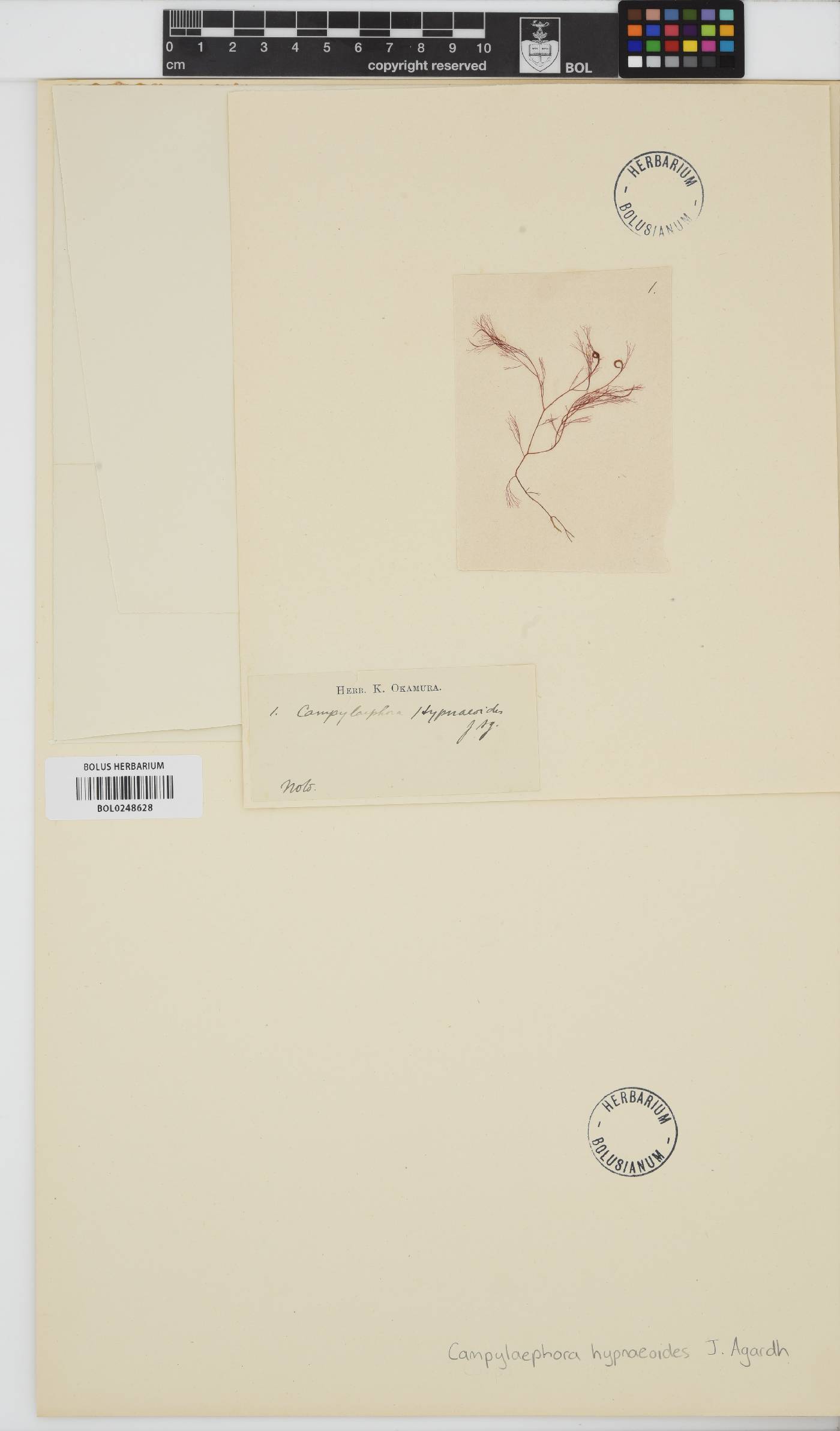 Campylaephora hypnaeoides image