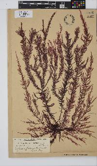 Carpoblepharis flaccida image