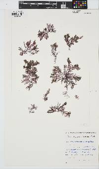Carpoblepharis minima image