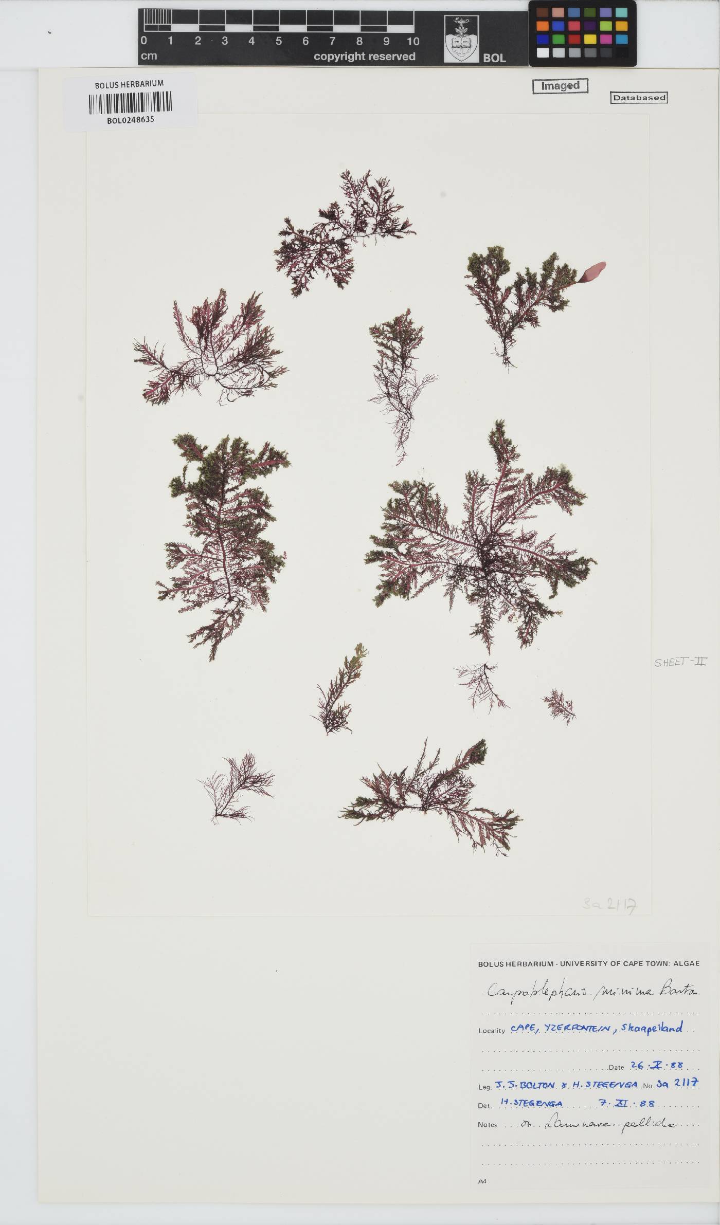 Carpoblepharis minima image