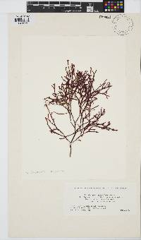 Grateloupia angusta image