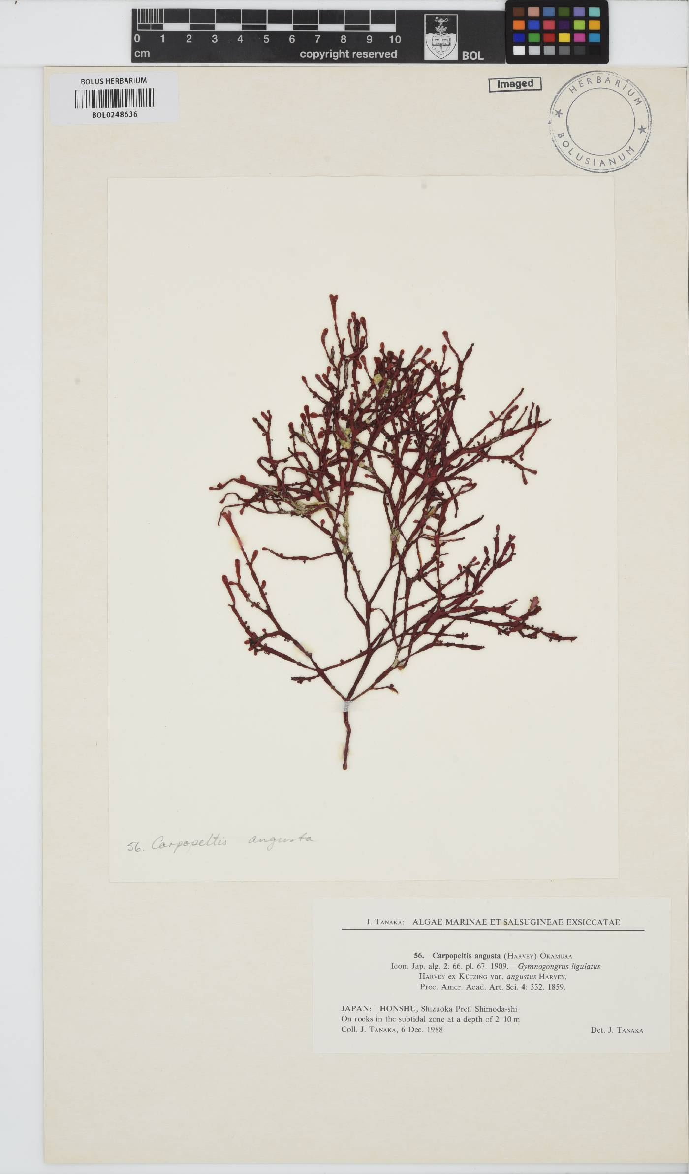 Grateloupia angusta image