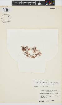 Image of Catenella caespitosa