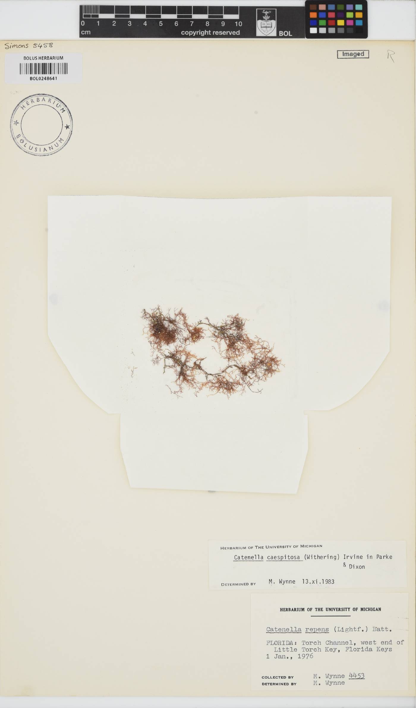 Catenella caespitosa image