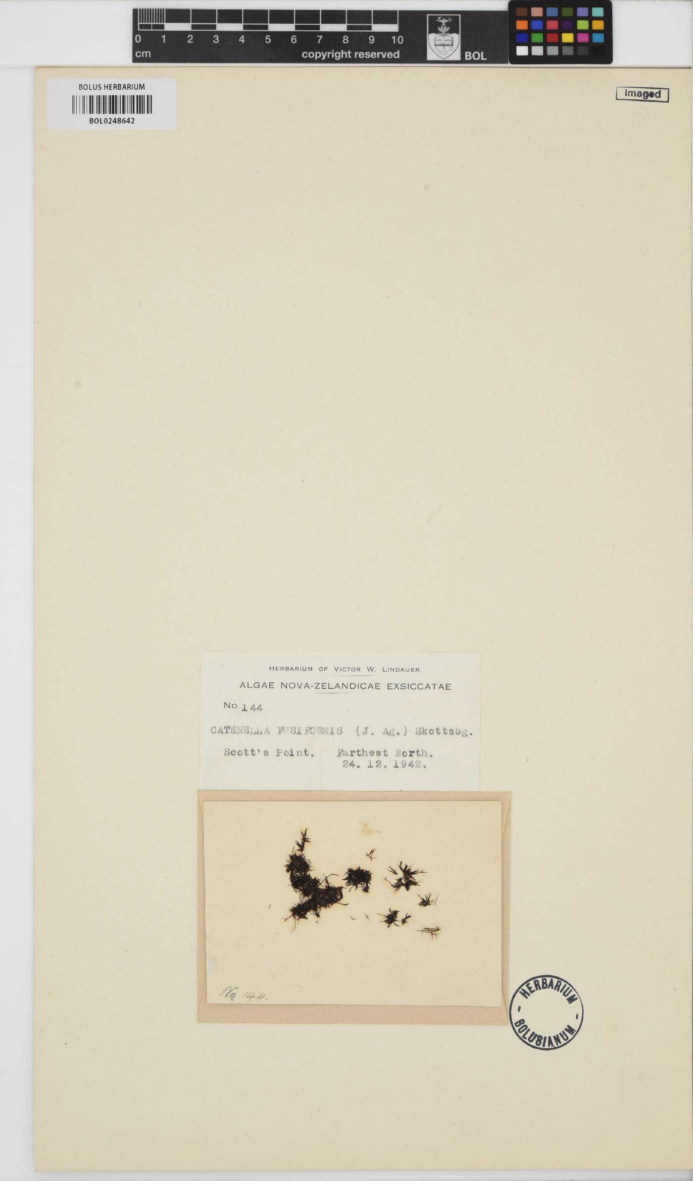 Catenella fusiformis image