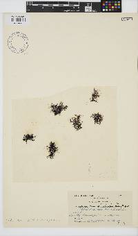 Caulacanthus ustulatus image