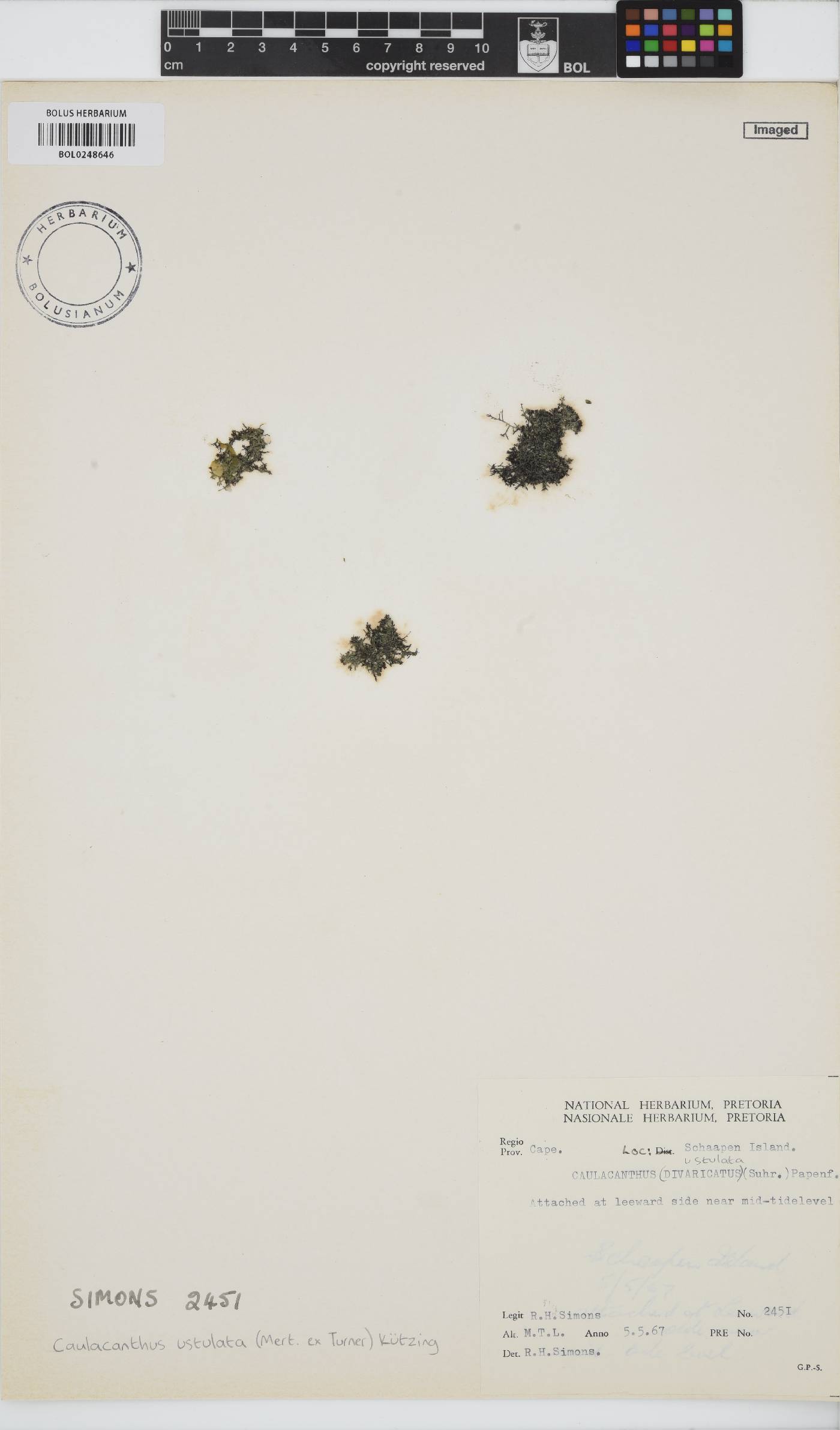 Caulacanthus ustulatus image