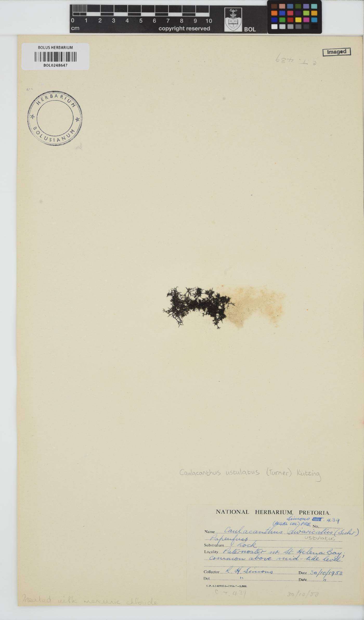 Caulacanthus ustulatus image