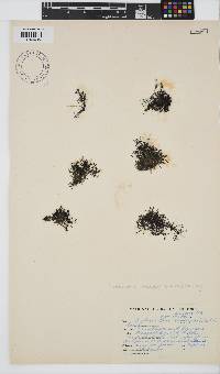 Caulacanthus ustulatus image