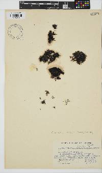 Caulacanthus ustulatus image
