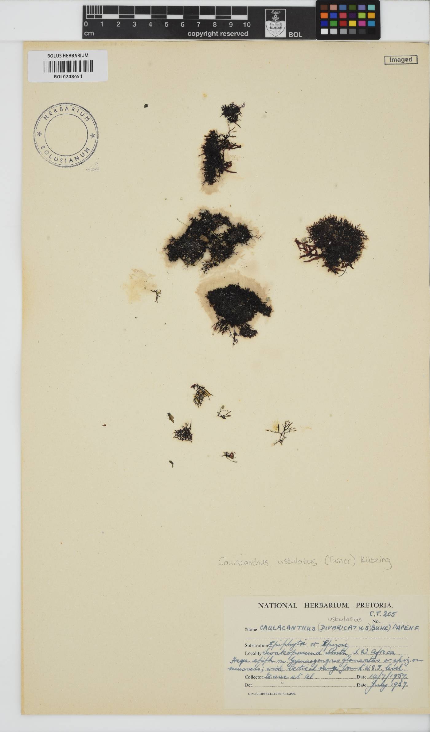 Caulacanthus image