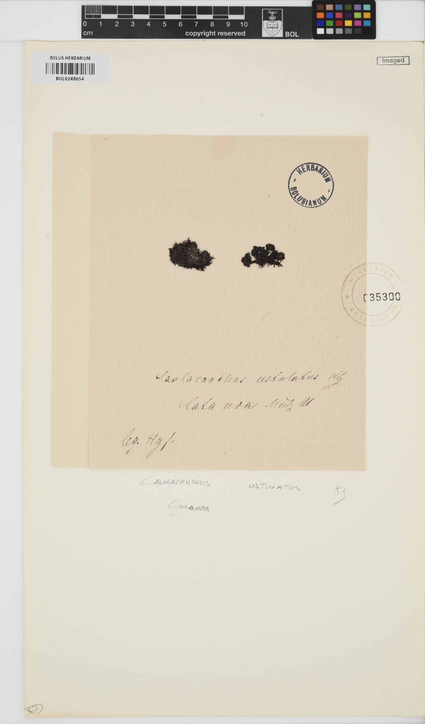 Caulacanthus image