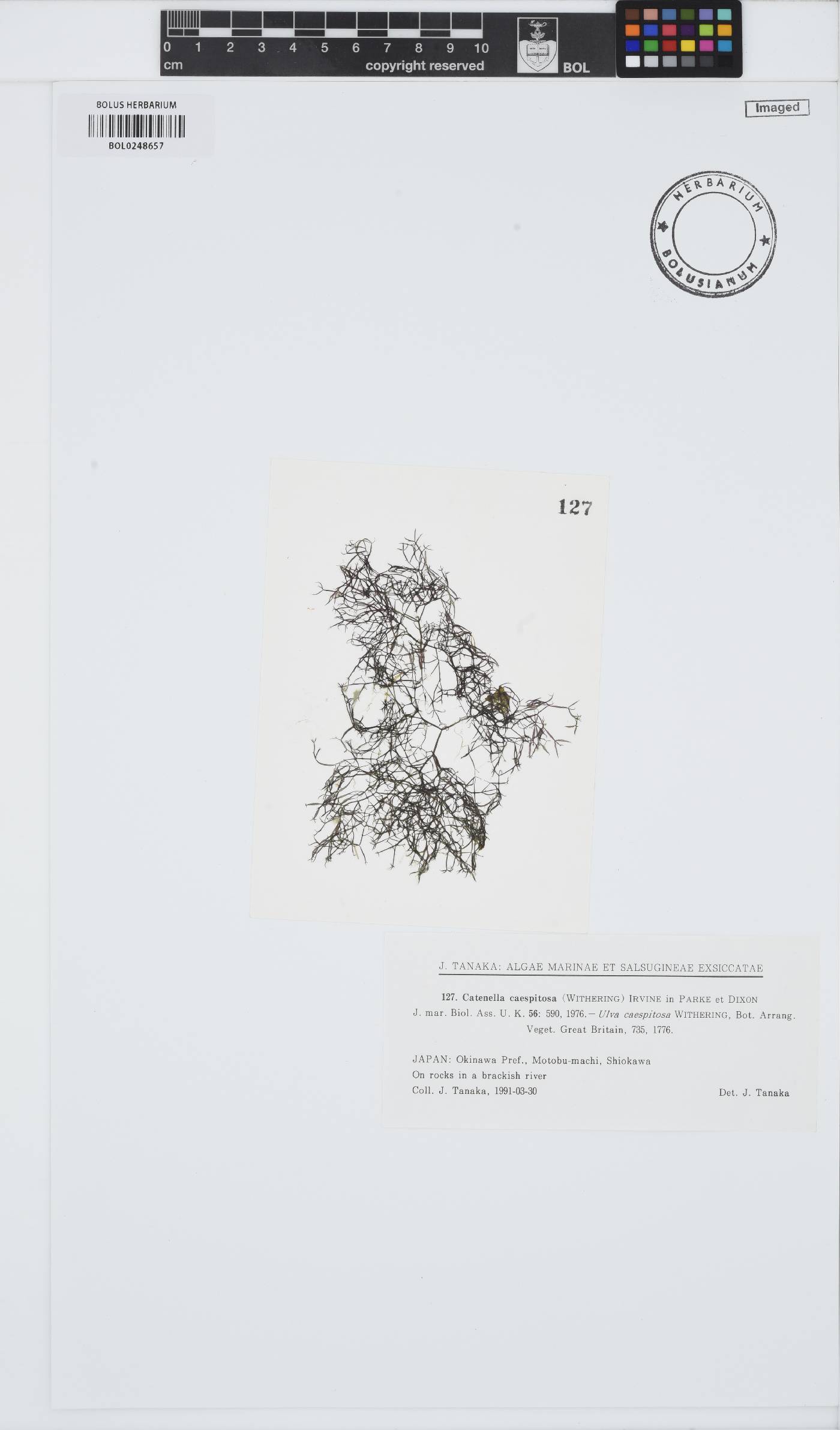 Catenella image