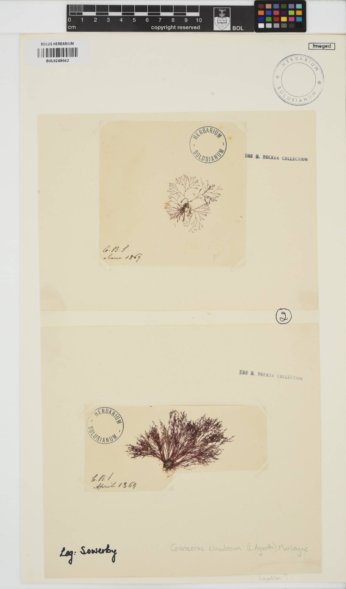 Centroceras clavulatum image