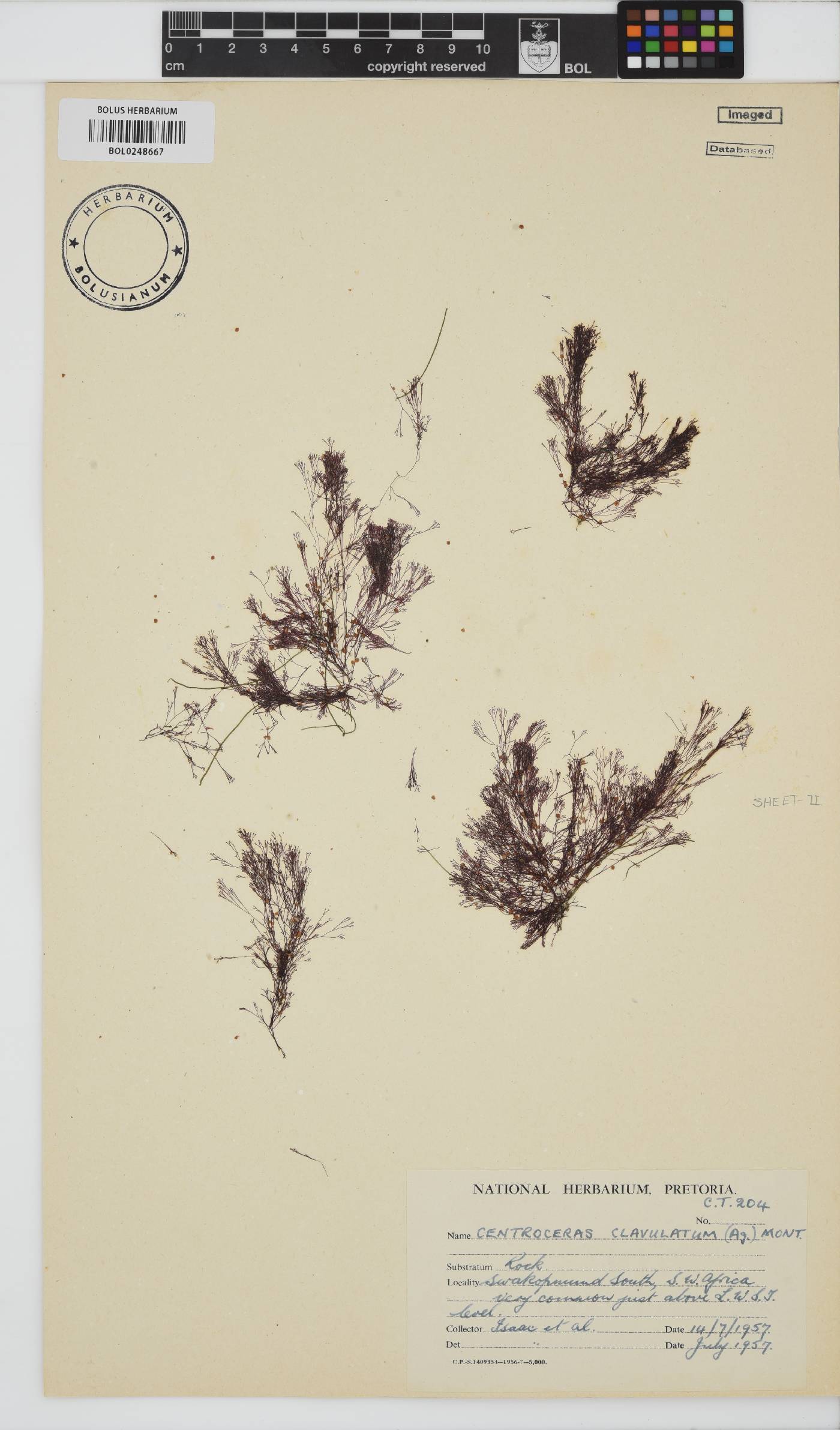 Centroceras image