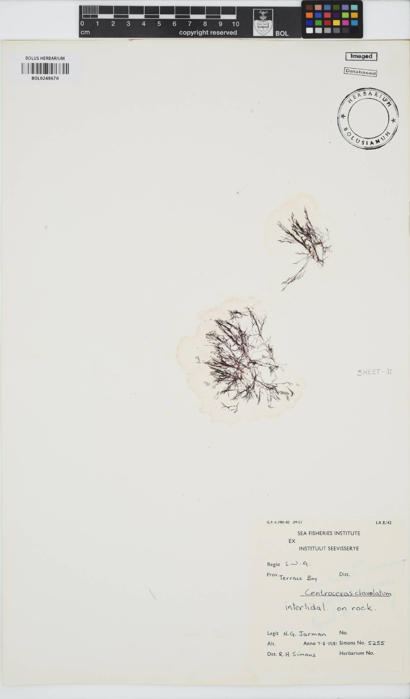 Centroceras clavulatum image