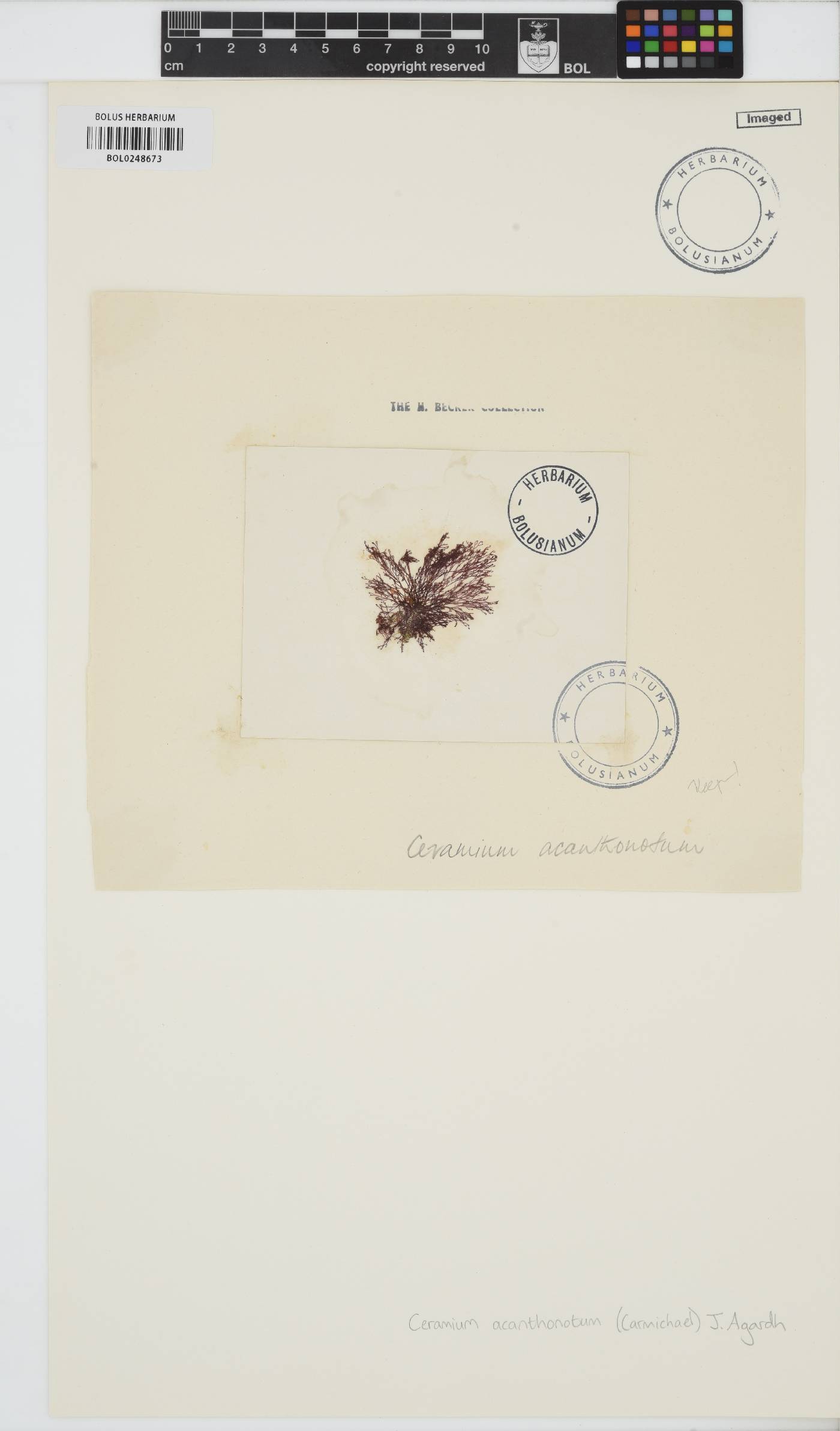 Ceramium shuttleworthianum image