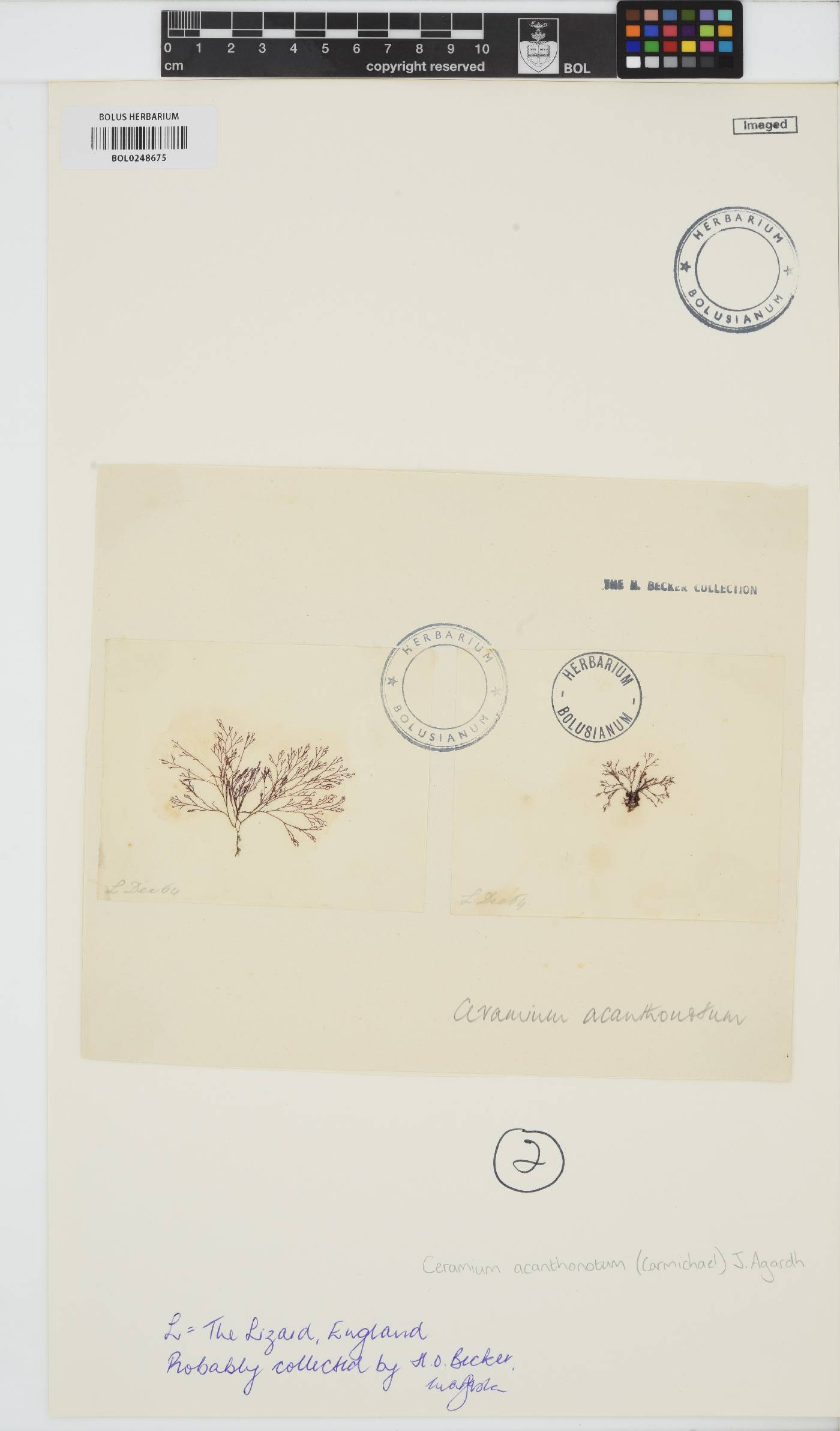 Ceramium shuttleworthianum image