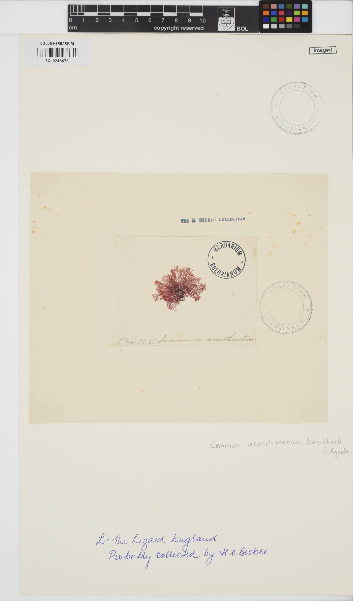 Ceramium shuttleworthianum image
