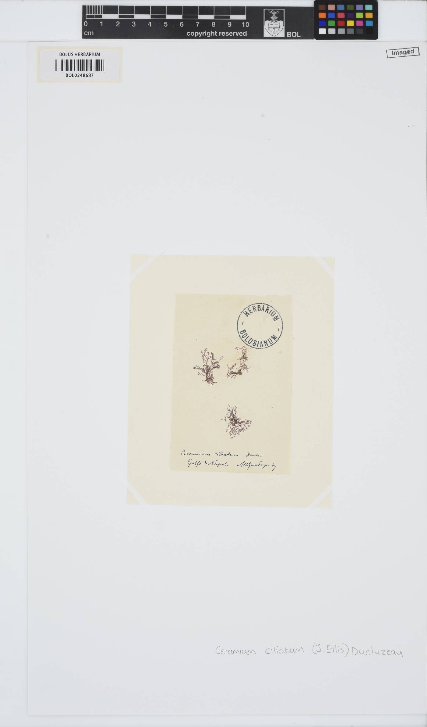 Ceramium ciliatum image