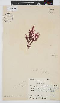 Carpoblepharis obsoleta image