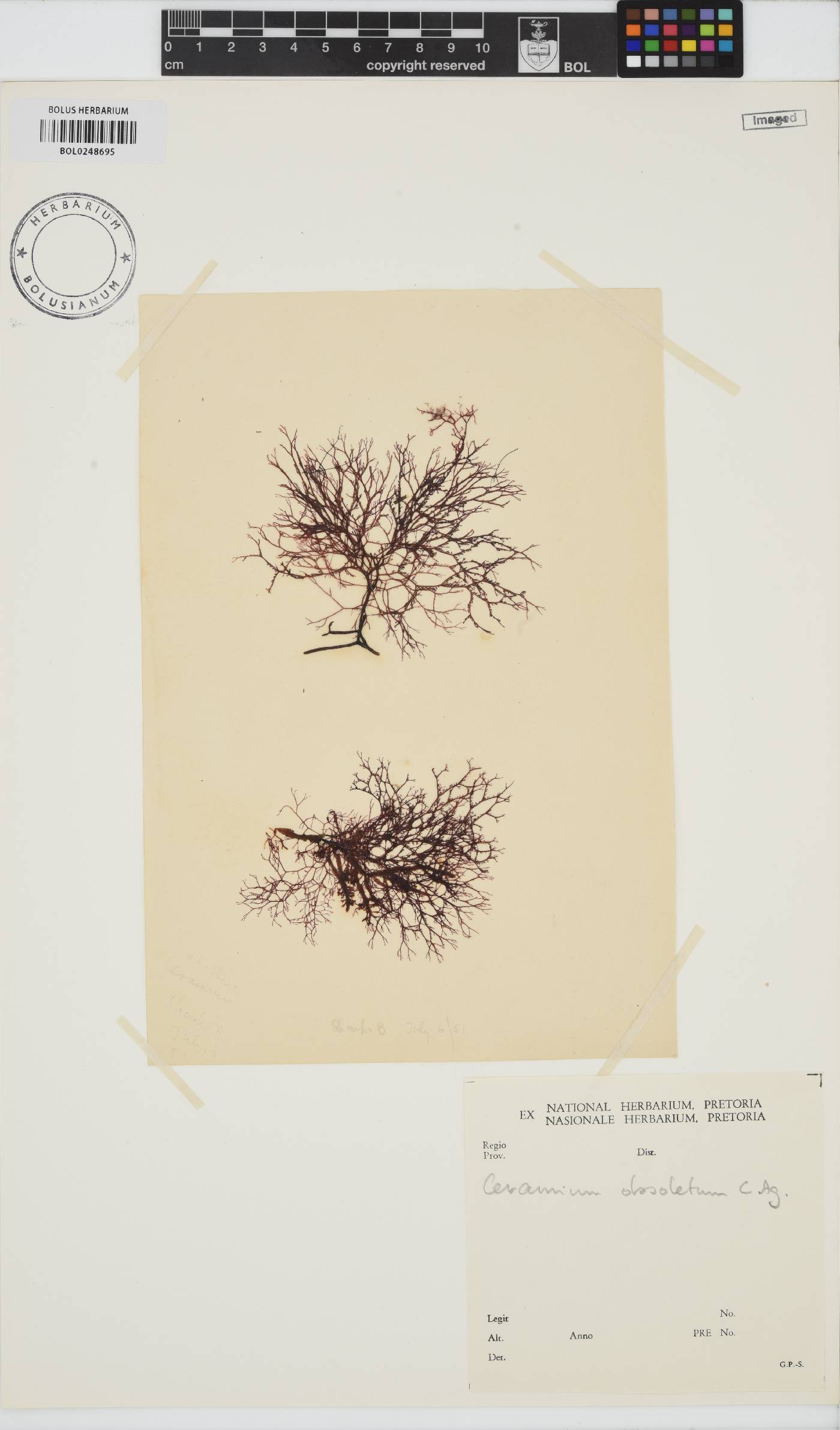 Carpoblepharis obsoleta image