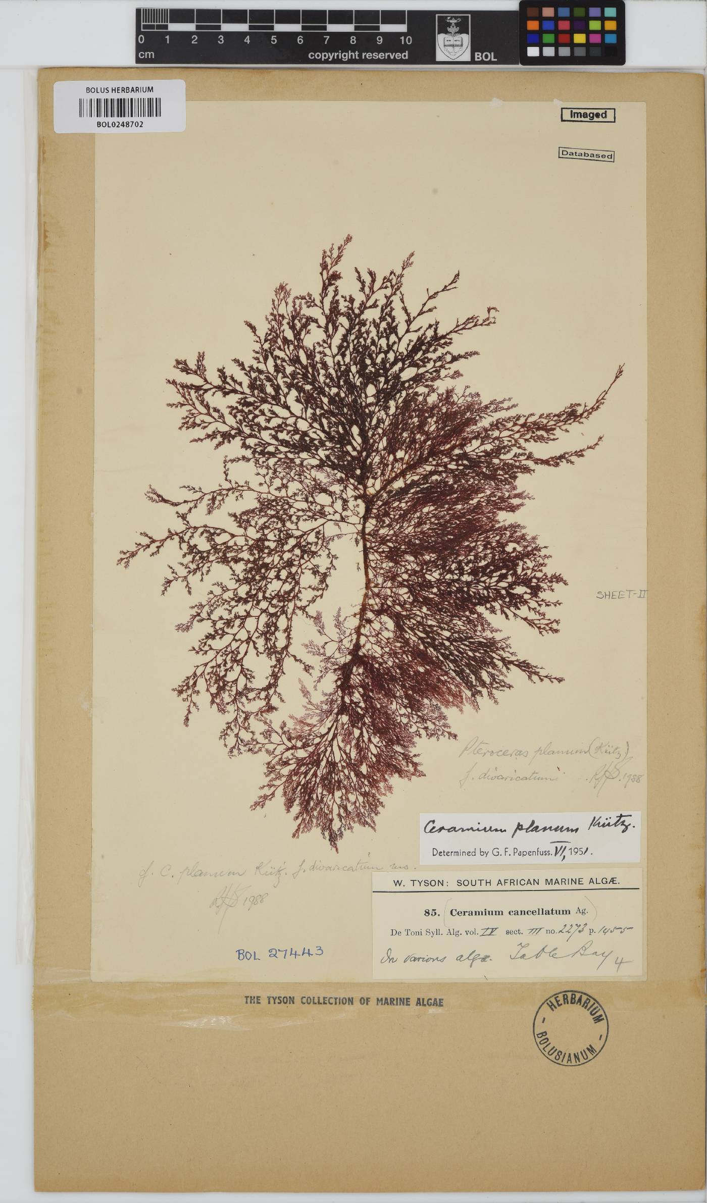 Pseudoceramium image