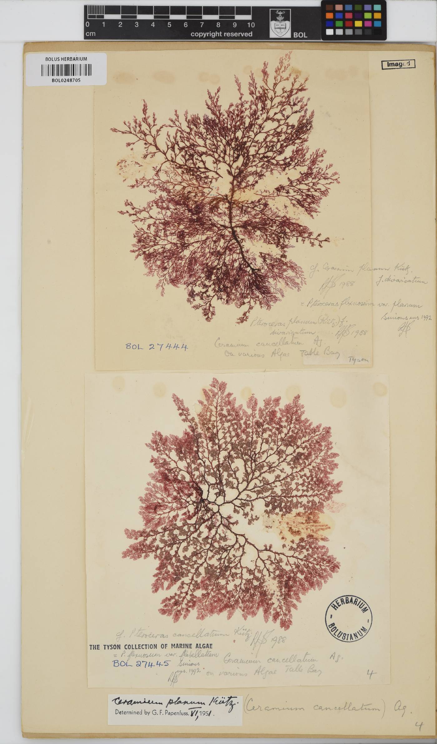 Pseudoceramium planum image