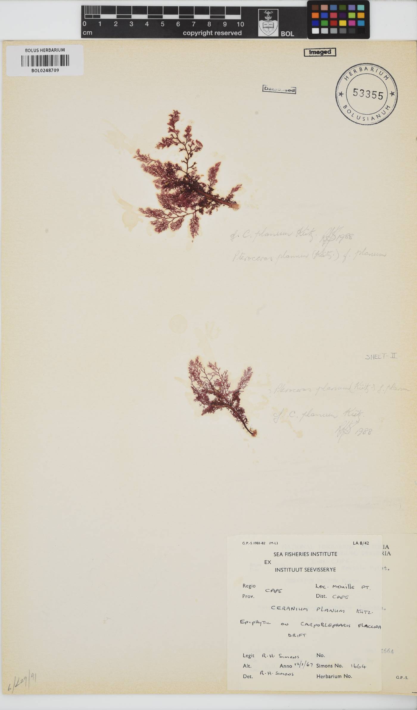 Ceramiaceae image