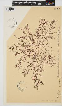 Pseudoceramium planum image