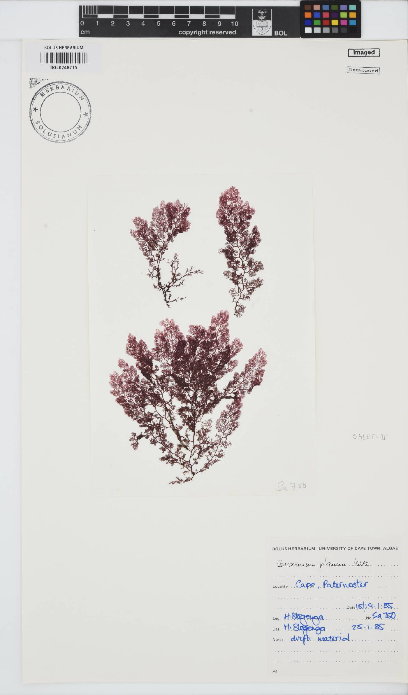 Pseudoceramium planum image
