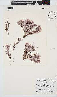 Ceramium poeppigianum image