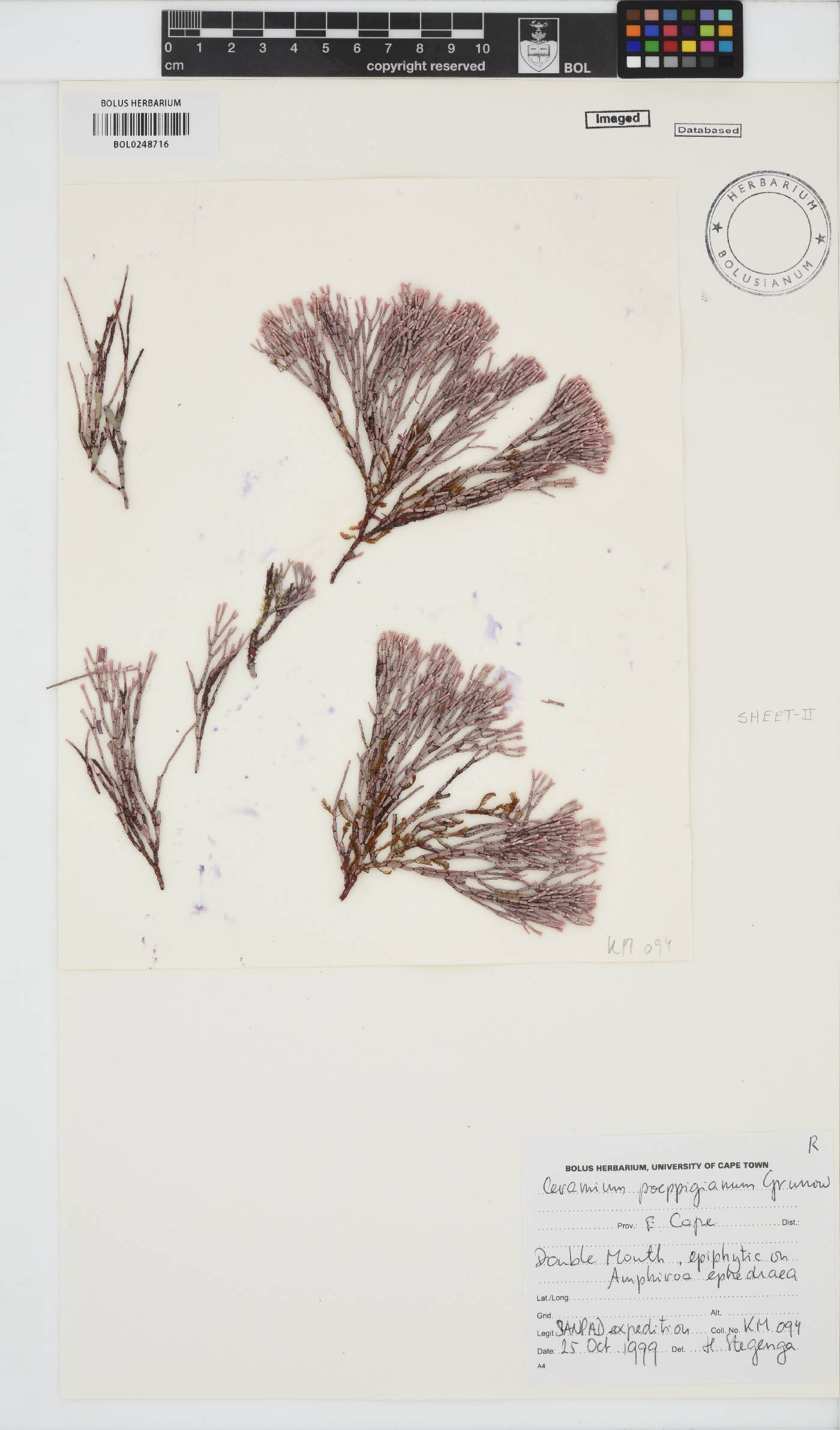 Ceramium poeppigianum image