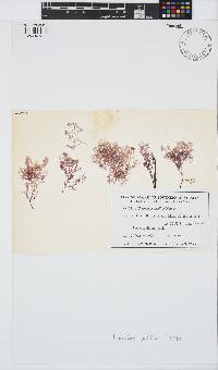 Image of Celeceras pusilla