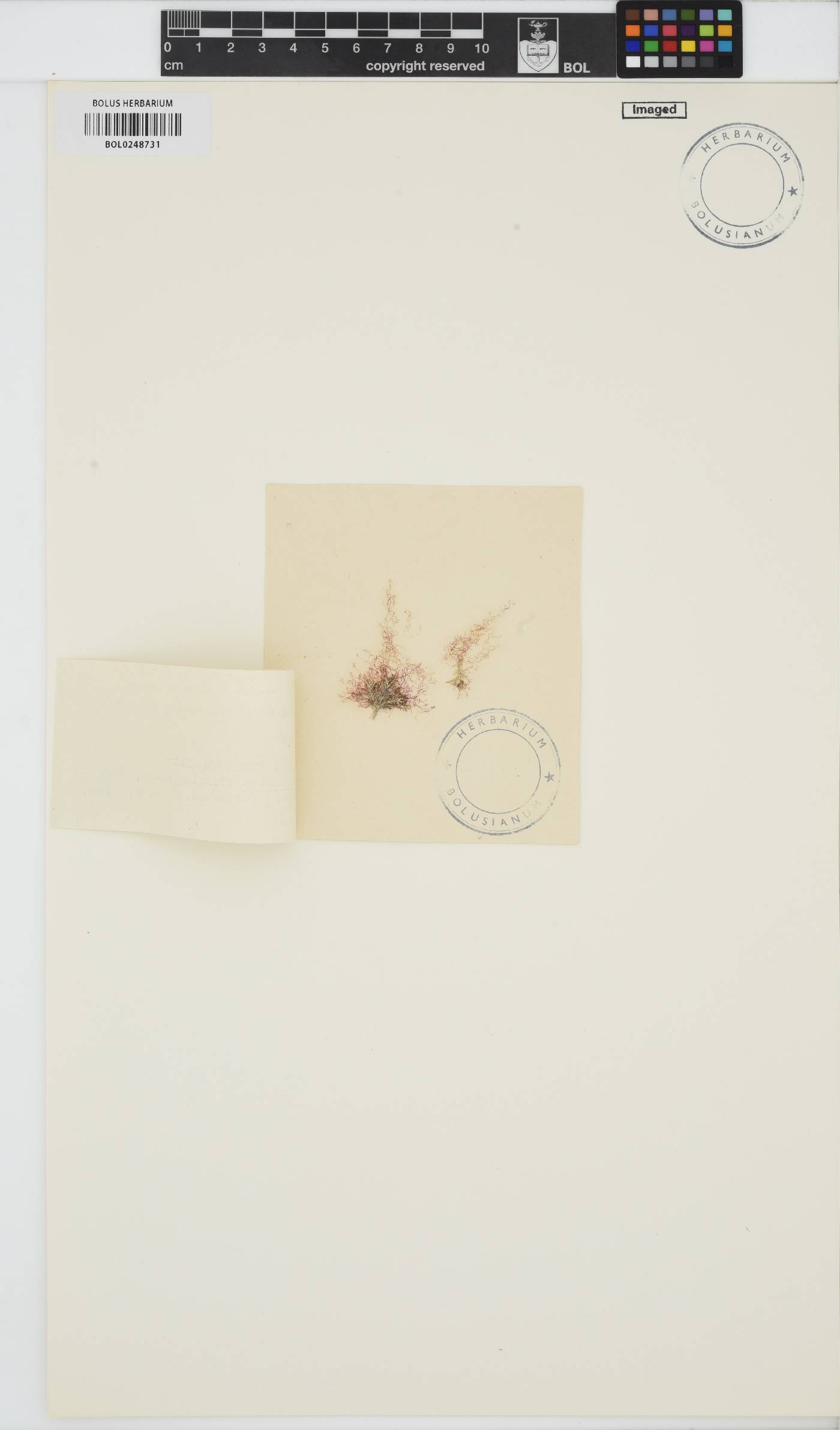 Ceramium strictum image