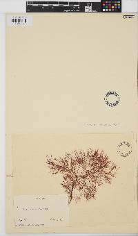 Ceramium strictum image