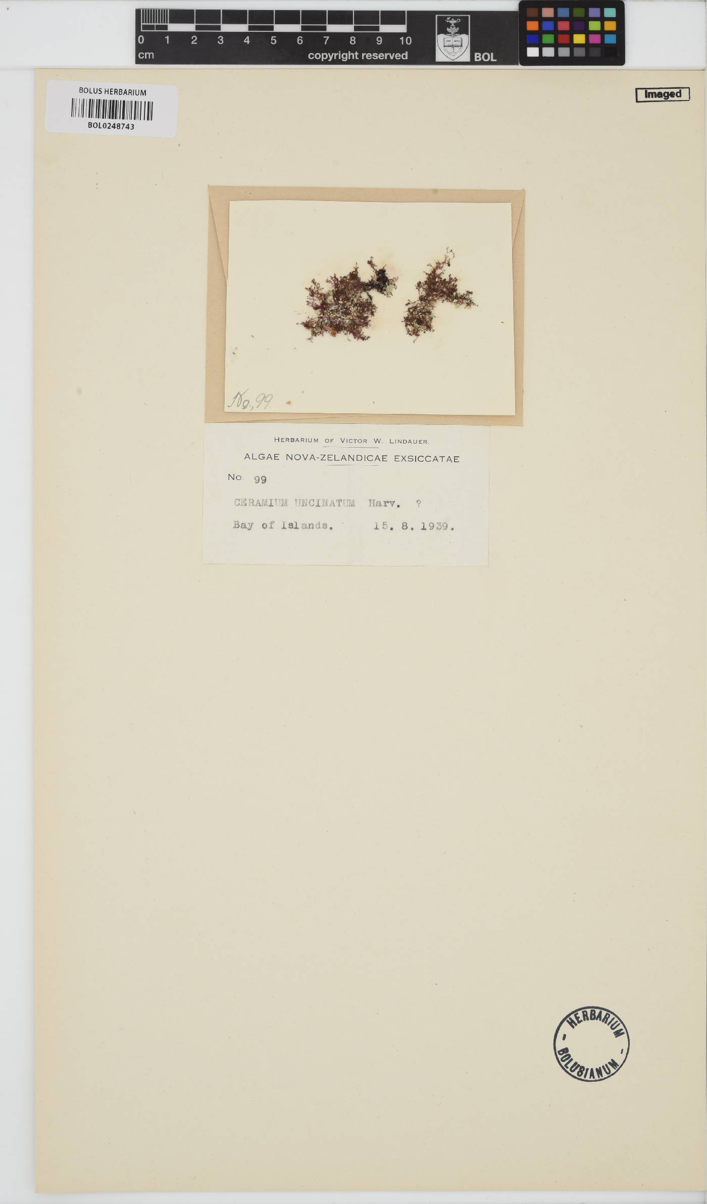 Ceramium uncinatum image