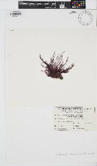 Centroceras clavulatum image